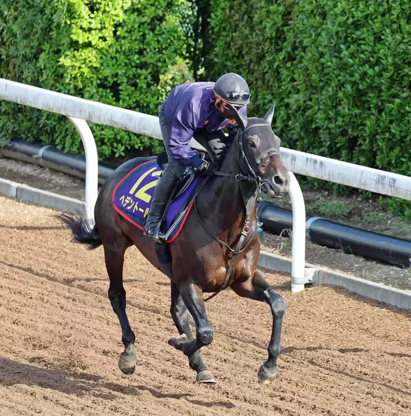 【注目馬動向】２５年の天皇賞・春を勝ったヘデントールは京都記念へ　ドバイ・シーマクラシックも登録