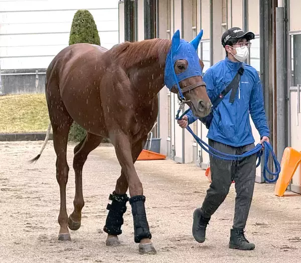 【大阪杯】唯一の長距離輸送サンストックトンが阪神競馬場に到着　問題なくクリアし陣営は「普段と変わりない」と納得