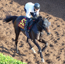 【オークス・追い切り】アランカールが火曜追いを敢行　斉藤崇調教師「あとはどれだけ体のメンテナンスを出来るか」