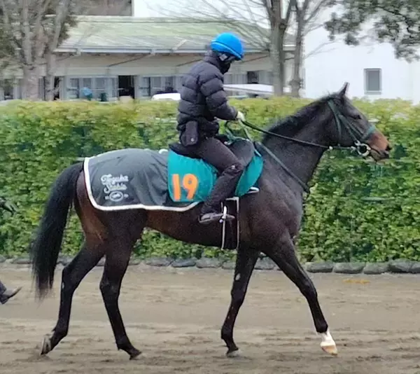 【ＰＯＧ】新規開業の手塚貴徳厩舎で２歳馬ラインホルトが早々とゲート試験に合格