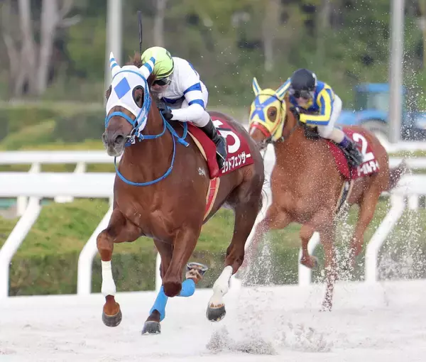 【菊水賞】ゴッドフェンサーが兵庫３冠初戦を５馬身差で圧倒　昨年３冠馬オケマルの盛本調教師「狙いたい」