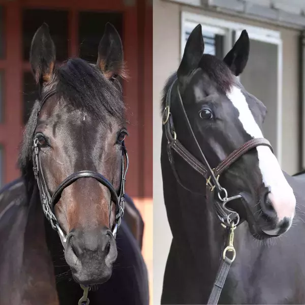 父はイクイノックス　無敗３冠牝馬デアリングタクトの２番子を岡田牧雄代表が高評価　追い求めてきた良質な筋肉