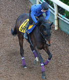 「土曜新潟競馬場の注目激走馬…新潟１１Ｒ新潟大賞典・Ｇ３」の画像1