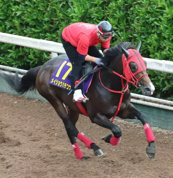 【日本ダービー・金曜気配】メイショウハチコウは成長途上の中でも急上昇　陣営「見違えるほど競走馬らしくなった」