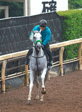 【安田記念】混戦模様で馬連、３連単ともオッズは割れ気味　前日の単勝１番人気はガイアフォースの２・６倍　