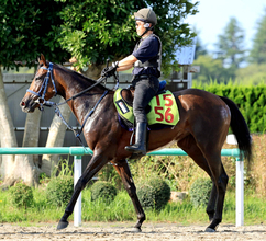 【新潟２歳Ｓ】格上挑戦のスイートアリッサムは良化をアピール　大和田調教師「未勝利なので、気楽にいけると思う」