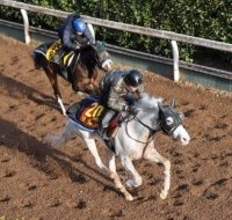 【注目馬動向】マルガはつわぶき賞での巻き返しへ軽快な最終追い　陣営「ちょうどいい。今は勉強させていきたい」