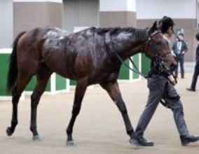【注目馬動向】ホープフルＳを回避したラヴェニューは共同通信杯で復帰へ　友道調教師「放牧先でも乗っています」