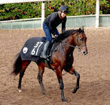「【注目馬動向】東京スポーツ杯２歳Ｓ８着のローベルクランツはきさらぎ賞を予定」の画像1