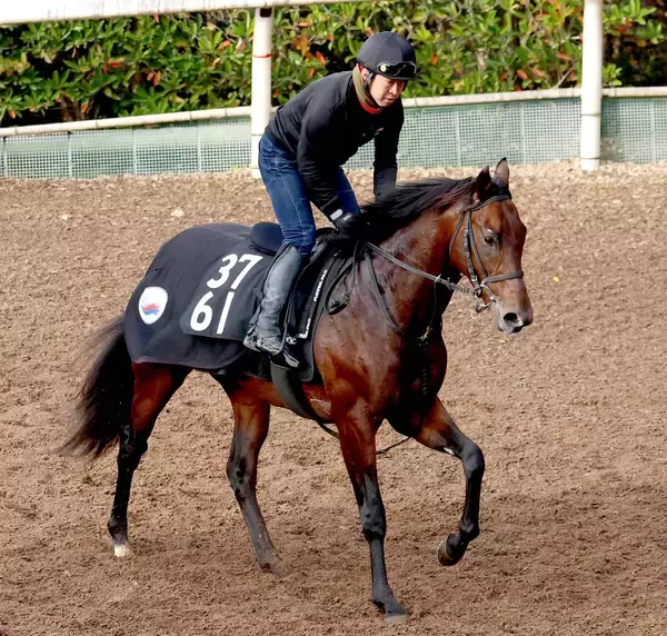 【注目馬動向】東京スポーツ杯２歳Ｓ８着のローベルクランツはきさらぎ賞を予定