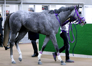 【ＰＯＧ】ヒヤシンスＳのタイキブリッツェンはラムジェットの半弟　桑原助手はフェブラリーＳ出走のナチュラルライズも担当