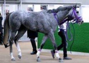 【ＰＯＧ】ヒヤシンスＳのタイキブリッツェンはラムジェットの半弟　桑原助手はフェブラリーＳ出走のナチュラルライズも担当