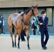 【注目馬動向】カーバンクルＳ１２着のシンバーシアは愛知杯へ