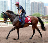 「【チェアマンズＳＰ】今年も日本馬は勝てず...サトノレーヴが２着　モレイラ騎手は「まさに戦士のような馬」と賛辞」の画像1