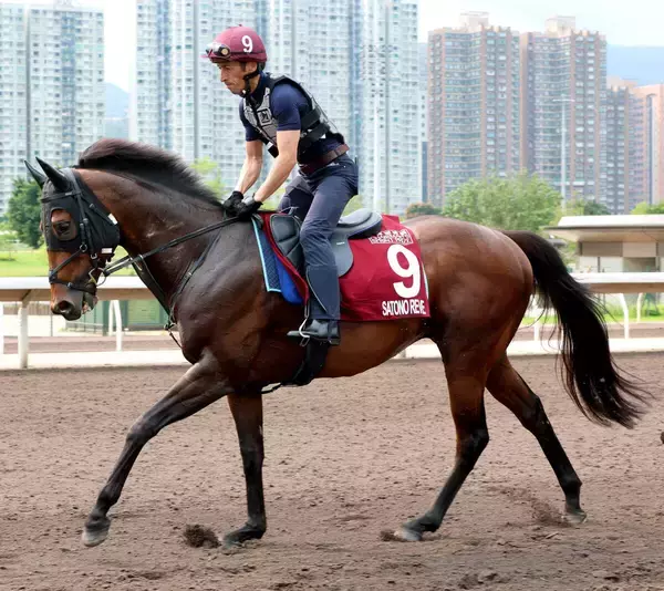 【チェアマンズＳＰ】４度目の香港参戦のサトノレーヴは２着　延べ１１頭目の日本馬挑戦も初勝利ならず　