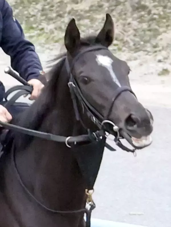 【エルフィンＳ１週前】良血馬アドマイヤシュラがＣＷコースで好気配　友道調教師「休ませて成長もあると思う」