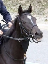 【エルフィンＳ１週前】良血馬アドマイヤシュラがＣＷコースで好気配　友道調教師「休ませて成長もあると思う」