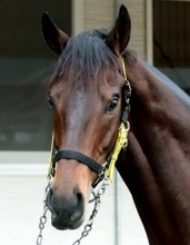 【フェブラリーＳ】高速決着希望！ウィルソンテソーロは最終追い切りに備え坂路で調整　高木調教師「東京は合う」