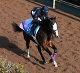 「土曜阪神競馬場の注目激走馬…阪神１１Ｒ阪急杯・Ｇ３」の画像1