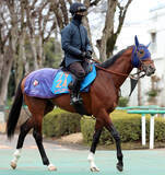 「【中山記念】ルメール騎手とコンビ復活のチェルヴィニアは４枠６番　実績馬レーベンスティールは４枠５番」の画像1