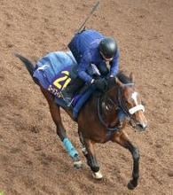 【皐月賞】武豊騎手と挑むロードフィレールは軽々と登坂　陣営「ゲートが良くて先行力がある馬」