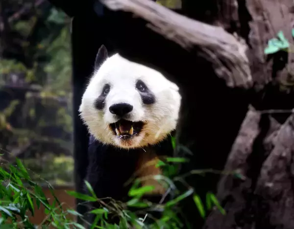 「毎日パンダ」運営・高氏貴博さんが最終観覧　中国へ旅立つ２頭へ「上野にいてくれてありがとう」