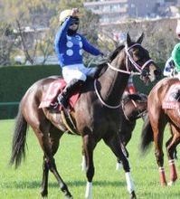 チューリップ賞Ｖのタイセイボーグが左前第一指骨の剥離骨折　松下調教師「復帰は秋になると思います。残念です」