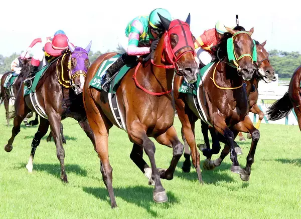 またまたＧ１馬が新潟記念にエントリー！相次ぐ有力馬の参戦に「札幌記念より豪華？」「数年後にはＧ２に」