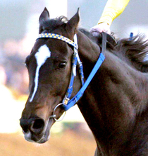 ハーツクライが史上６頭目となる産駒通算１６００勝を達成！ドウデュースなどがＧ１・１７勝を含む重賞８９勝