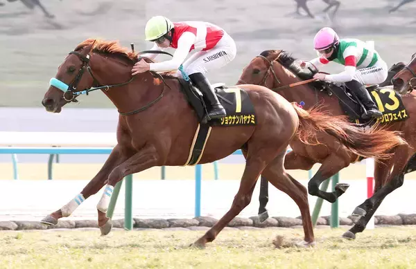 【京都９Ｒ・若駒Ｓ】ショウナンハヤナミが「出世レース」で無傷の２連勝　吉村誠之助騎手「いい内容だった」