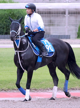 【注目馬動向】阿蘇Ｓ８着のモックモックは日本テレビ盃とシリウスＳの両にらみ　ストレングスはサマーチャンピオン本線