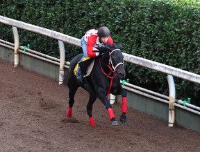 日曜東京競馬場の注目激走馬…東京１１Ｒアイルランドトロフィー・Ｇ２
