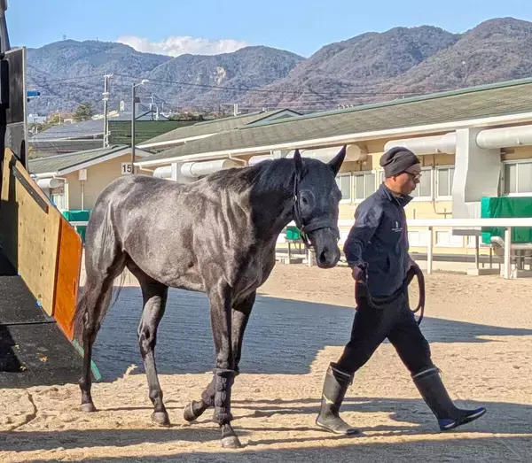【朝日杯ＦＳ】自在に運べるスペルーチェが３戦目で大駆け狙う　陣営「在厩効果はかなり大きいかな」
