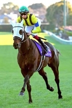 有馬記念１６着のミステリーウェイはドバイ・ゴールドＣに予備登録　海外初挑戦も視野