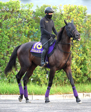 【菊花賞・金曜気配】落ち着き十分！マジョレルブルーは天気がカギに　友道調教師「あまり悪くなってほしくはない」