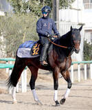 「【クロッカスＳ】距離短縮と馬具工夫の効果で良血馬オルネーロが巻き返しへ　宮田調教師「より能力が出せる」」の画像1