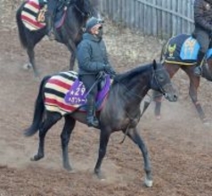 【京都記念・特選有力馬チェック】ヘデントールは買うべき？