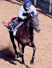 【スプリングＳ】アスクエジンバラは仕上がり十分　福永調教師「体の使い方が良くなっている」