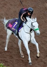 【ドバイ・ターフ】逃げたガイアフォースはゴール前で力尽き６着　昨年はソウルラッシュがＶ　