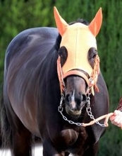 【チャンピオンズマイル】２４年の香港マイルは１３着...日本最強マイラーとなったジャンタルマンタルがリベンジへ