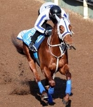 【読売マイラーズＣ】ウォーターリヒトは角馬場からＤＰコースで最終調整　石橋調教師「問題なく来ている」