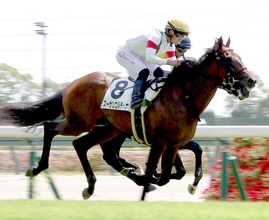 【注目馬動向・２歳】スーサンコルティナはデイリー杯２歳Ｓへ　パシアンジェンヌは報知新聞社杯エーデルワイス賞除外ならなでしこ賞に
