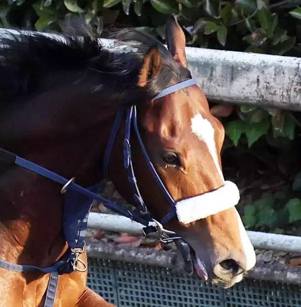 【朝日杯ＦＳ】土曜追いのカヴァレリッツォがＣＷコースで鋭い伸び脚　吉岡調教師「しっかり仕上がりました」