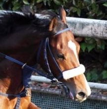 【朝日杯ＦＳ】土曜追いのカヴァレリッツォがＣＷコースで鋭い伸び脚　吉岡調教師「しっかり仕上がりました」