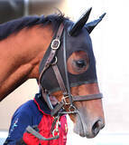 「【フェブラリーＳ】コスタノヴァ「明らかに元気が良くなっている感じ」　前日最終調整で陣営手応え」の画像1