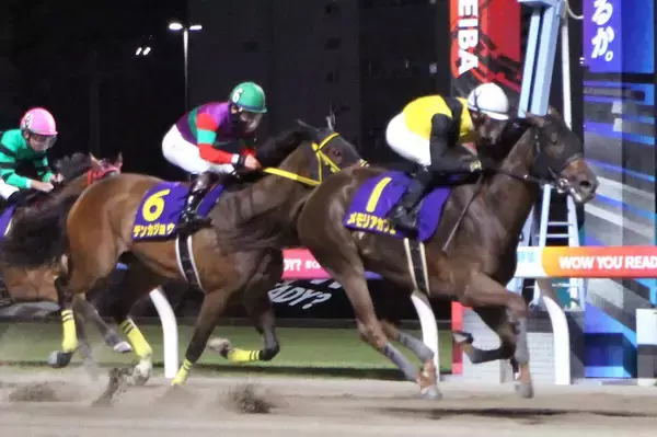【エンプレス杯】１番人気テンカジョウは最後に差されて２着　松山弘平騎手は勝ち馬に脱帽「思った以上にすごい脚で...」