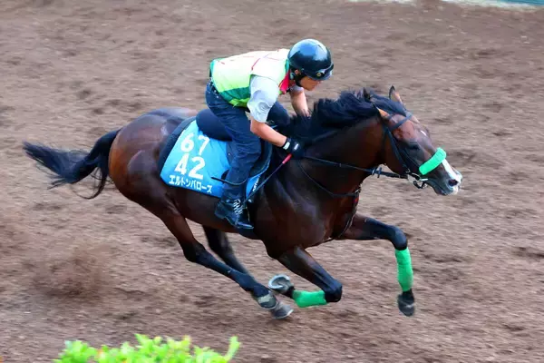 【関屋記念】力強い動き見せたエルトンバローズに杉山晴調教師も手応え　「夏のマイルのチャンピオンになれるように」