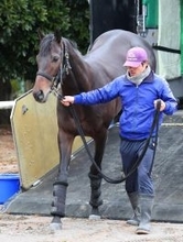 【有馬記念】ミュージアムマイルは距離克服がカギも状態は完調ムード　陣営「前走と同じかそれ以上」