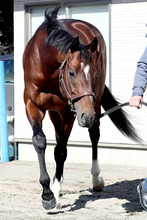 【中山記念】セイウンハーデス、レーベンスティールが４・２倍で並んだ１番人気　エコロヴァルツが４・６倍で続く