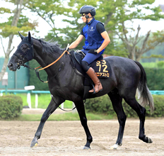 【新潟記念】Ｇ１馬５頭出走もシビアなファン目線が前日オッズに反映　１、２番人気は意外にも…